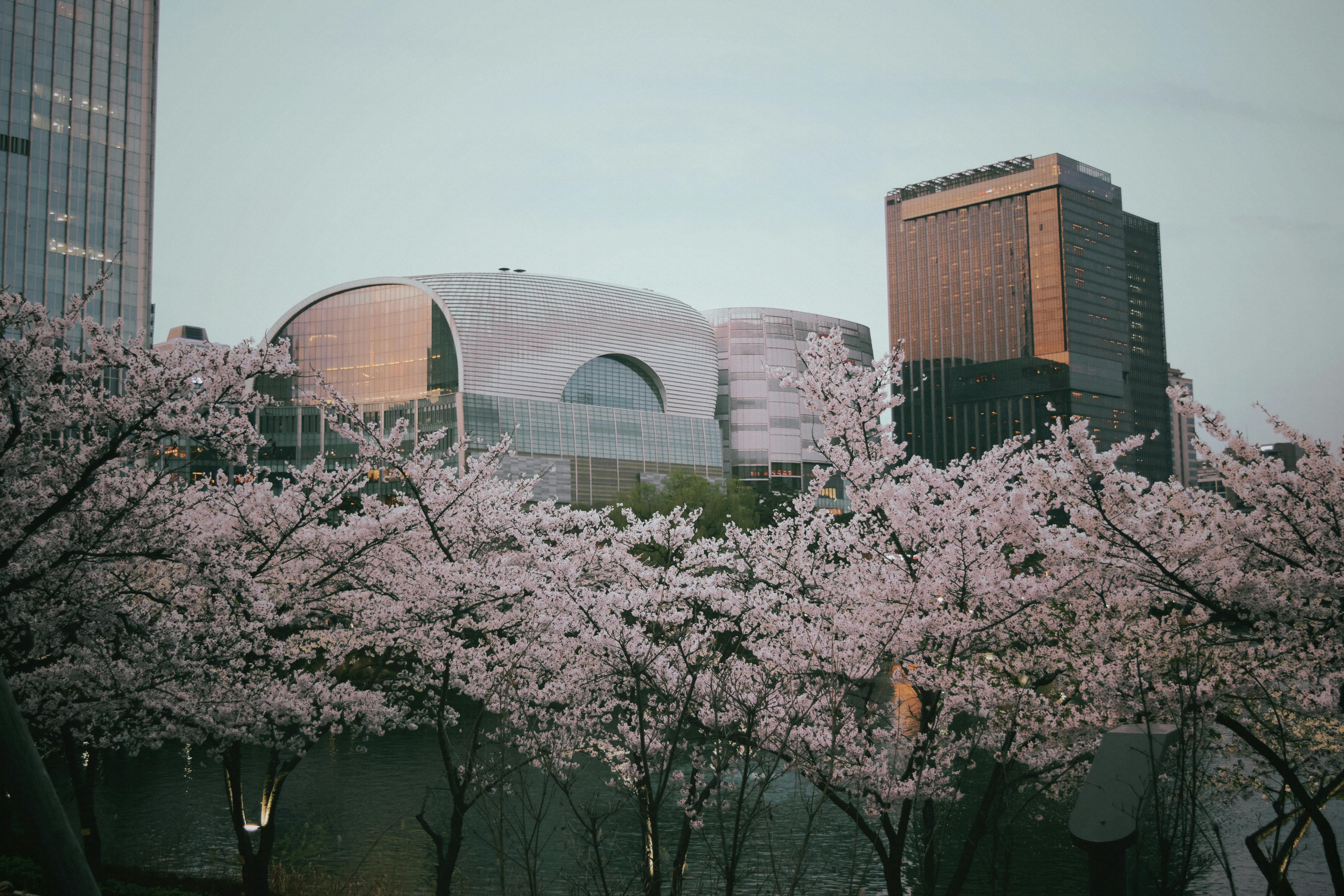 Kirsebærblomster over Seoul om foråret
